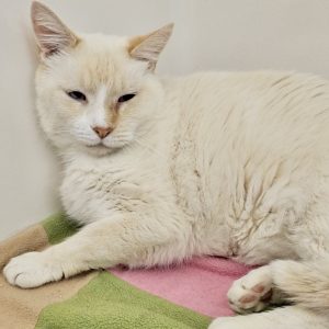 Picture of Meow