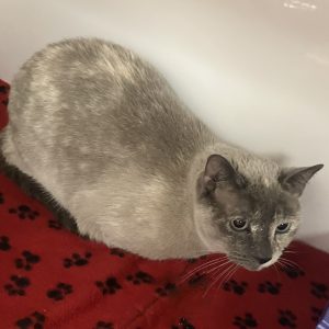 Picture of Millicent