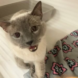 Picture of Milo