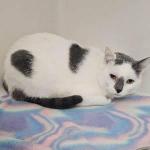 Picture of Odin
