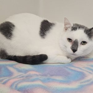 Picture of Odin