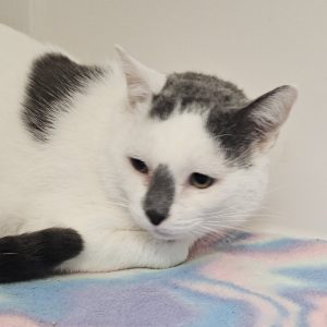 Picture of Odin