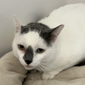 Picture of Odin