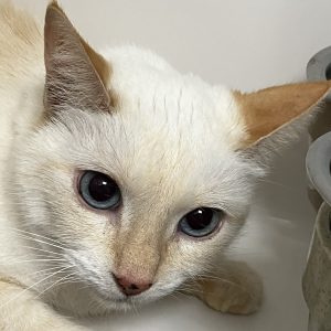 Picture of Precious