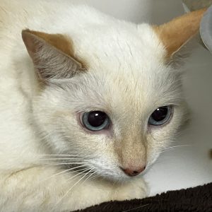 Picture of Precious
