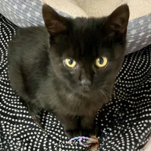 Picture of Sherlock