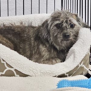 Picture of Taz