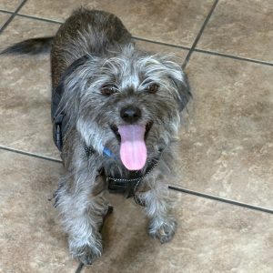 Picture of Taz