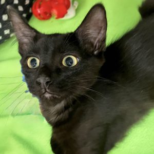 Picture of Watson