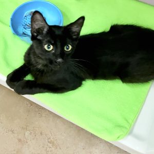 Picture of Watson