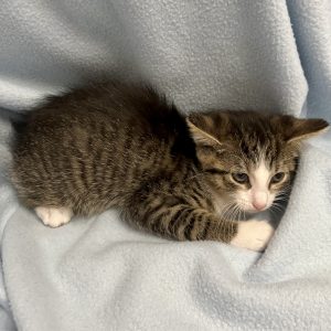 Picture of Wrangler