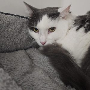 Picture of Zeus