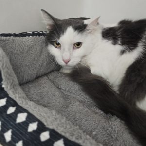 Picture of Zeus