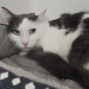 Picture of Zeus